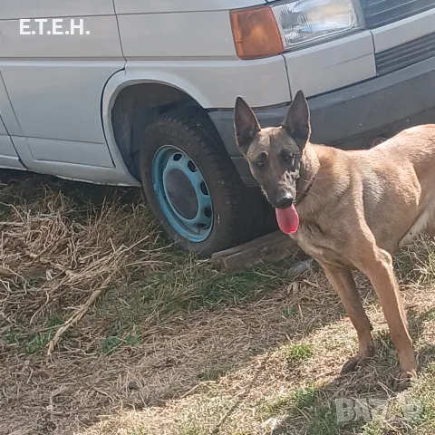 Белгийска Овчарка  