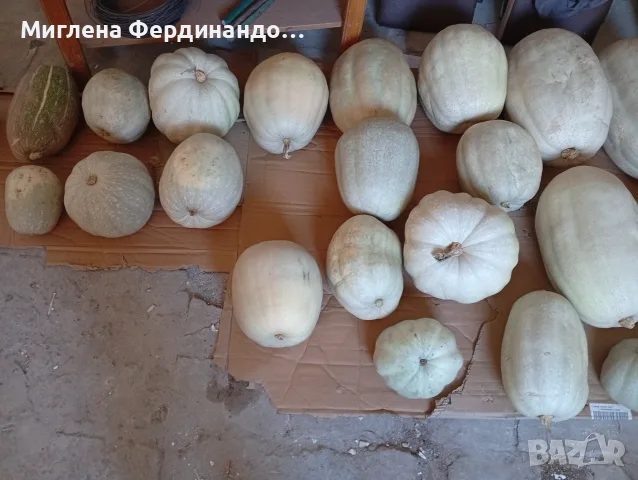 Продавам тикви,голямо количество!, снимка 3 - Домашни продукти - 56600619