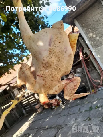Кокошки.                  ., снимка 5 - Кокошки и пуйки - 56593843