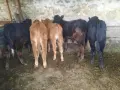мъжки телета 5броя , снимка 1
