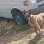Белгийска Овчарка  , снимка 1