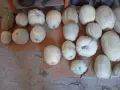 Продавам тикви,голямо количество!, снимка 3
