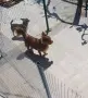 Чихуахуа  момче, снимка 1