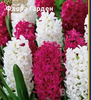 Луковици ЗЮМБЮЛИ - Комбинирани пакети