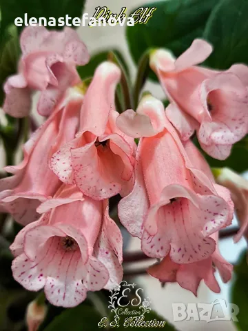 Сортова синингия (Sinningia) Pink Elf, снимка 2 - Стайни растения - 56630766