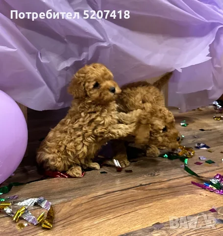 Той пуделчета, пудели , снимка 3 - Пудели - 56564064