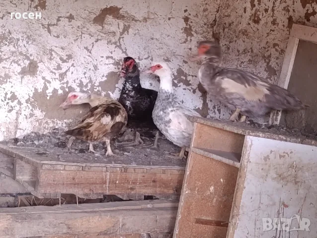 Зайци Мути патици крякащи патици , снимка 6 - Патици и гъски - 56600580
