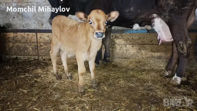 продавам телета 