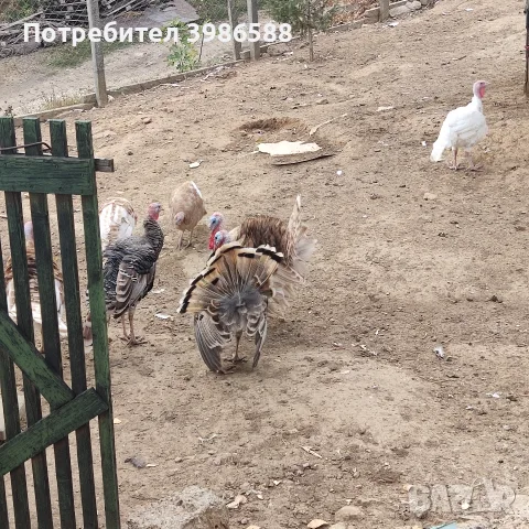 Пуйки,Пуяци Мисирки , снимка 5 - Кокошки и пуйки - 56645331