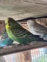 Корели Пойни Вълнисти и др., снимка 3