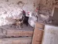 Зайци Мути патици крякащи патици , снимка 6
