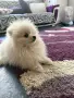 Момиче с три ваксини , снимка 4