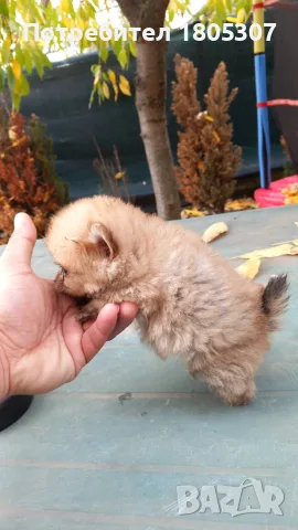Продавам мини померан