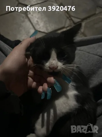 подарявам коте СОФИЯ, снимка 2 - Други - 56662243