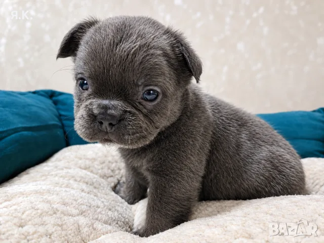 * Френчита Fluffy *, снимка 2 - Френски булдог - 56742500