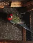 мъжки пенантови розели, снимка 4