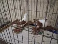 саксонски чайки , снимка 2