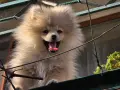 Свободен померан Мъжки, снимка 5