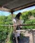 ПРОДАВАТ се ПАКИНСТАНСИ , снимка 2