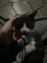 подарявам коте СОФИЯ, снимка 2