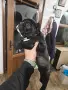 френски булдог на 60 дена, снимка 1