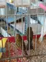 Млади канарчета !, снимка 6