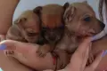 Продавам малки кученца., снимка 5
