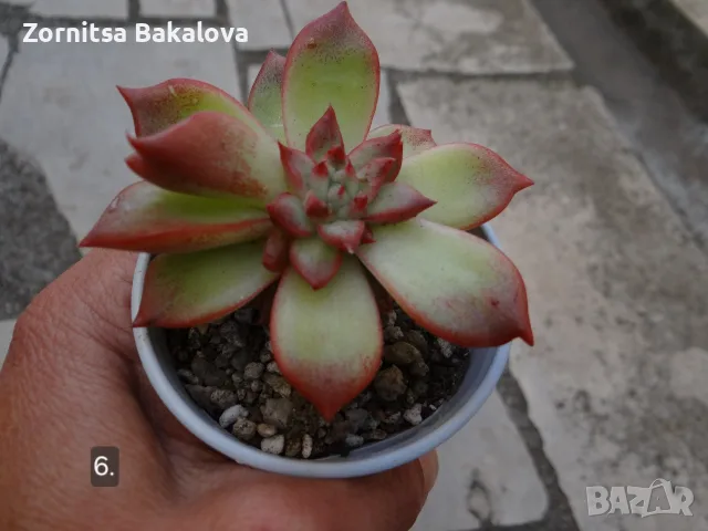 Сукуленти Echeveria различни видове, снимка 12 - Стайни растения - 56716473