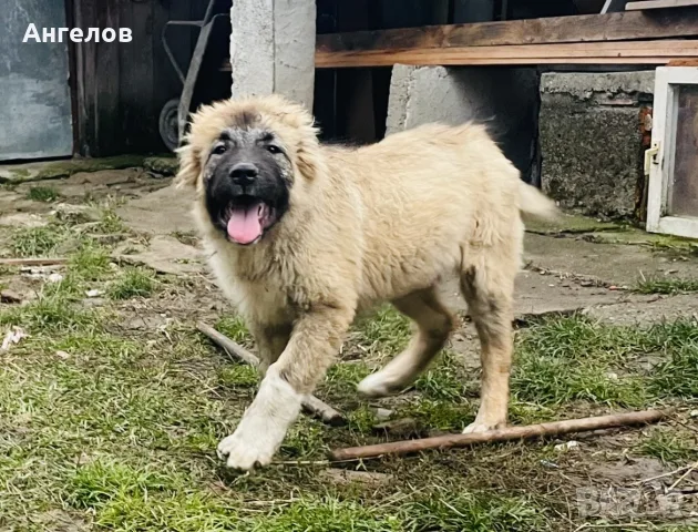 Кавказка овчарка 