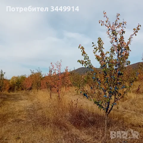 Масив био-сини сливи 36 дка, снимка 6 - Земеделска земя - 55260440