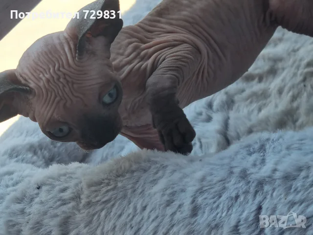 Котенце сфинкс, мъжко, снимка 3 - Сфинксове - 56568577