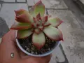 Сукуленти Echeveria различни видове, снимка 12