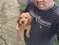 Кокер Шпаньол.. , снимка 6