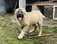 Кавказка овчарка, снимка 1