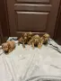 кавапу той пудел , снимка 3