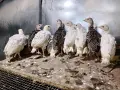 Пуйки/пуйчета двумесечни , снимка 4