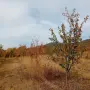 Масив био-сини сливи 36 дка, снимка 6