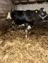 Продавам 3 Мъжки Телета, снимка 2