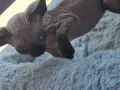 Котенце сфинкс, мъжко, снимка 3