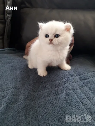 Котенца Мечта .Сребърни Чинчили , снимка 2 - Чинчили - 56614253