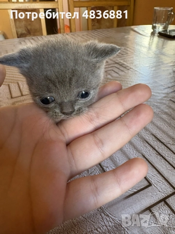 6 британски котенца късокосмести , снимка 7 - Британска късокосместа - 56634935