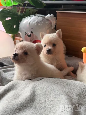 Померани бебета, снимка 5 - Померан - 56559659