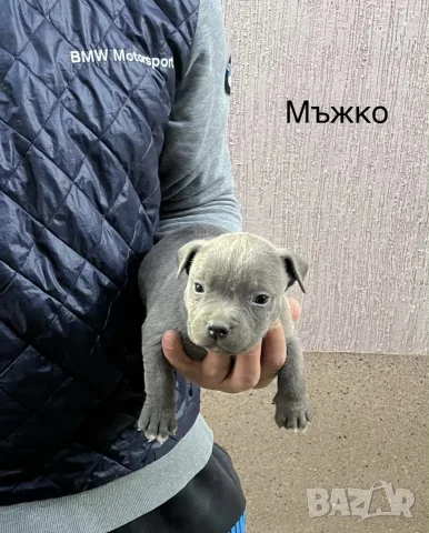 Мъжки и женски покет були