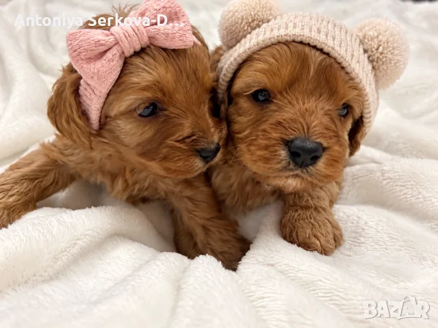 кавапу/cavapoo🐾💝💙💝