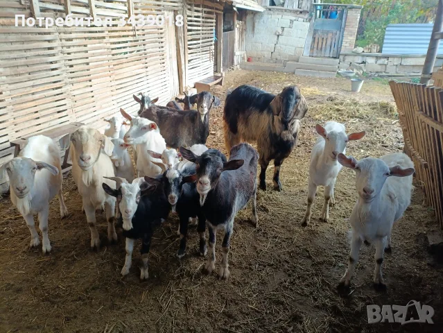 продавам кози-140 евро, снимка 4 - Кози - 56737769