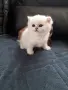 Котенца Мечта .Сребърни Чинчили , снимка 2