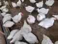 Кокошки.                  ., снимка 2
