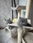 Продавам британски котета , снимка 8