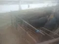 Месодайни телета, снимка 4