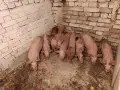 Домашни прасета, снимка 1